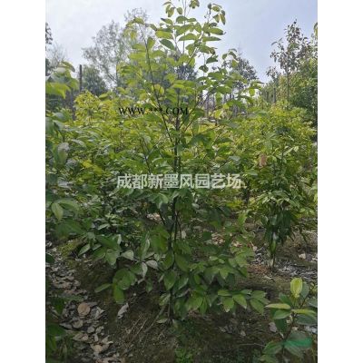 羅漢松，羅漢松樹