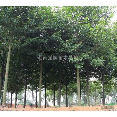湖南灑金柏小苗 灑金柏球價(jià)格 松柏 造型龍柏 塔柏