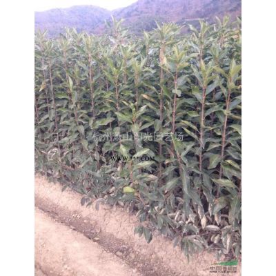 供應精品紅葉石楠樹 6-15公分