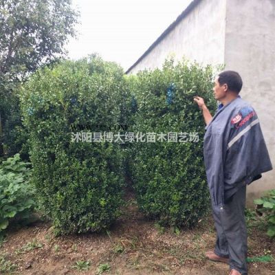 供應紅葉石楠大桶苗冠幅50公分-60公分紅葉石楠價格優(yōu)惠