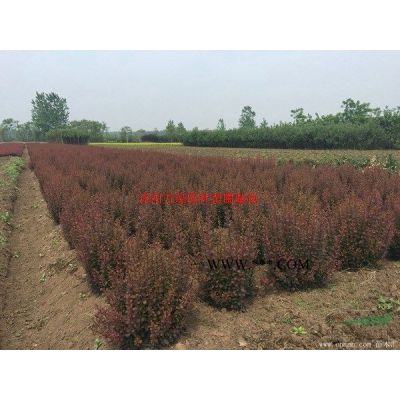 萬綠園林杜鵑價格_杜鵑圖片_杜鵑產地_杜鵑綠化苗木苗圃基地