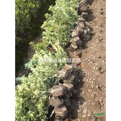 優質香泡、香櫞工程苗