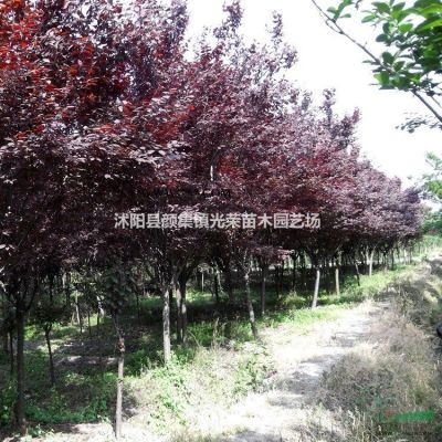 江蘇紅葉石楠新價格