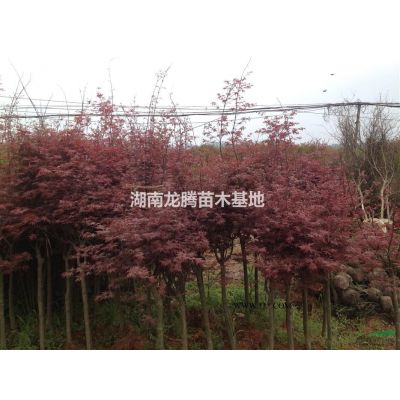香樟、桂花、羅漢松、廣玉蘭、杜英、香泡、樂(lè)昌含笑、塔柏、茶花