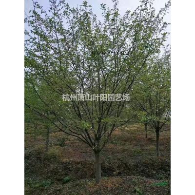 供應叢生香泡及個規格單干香泡