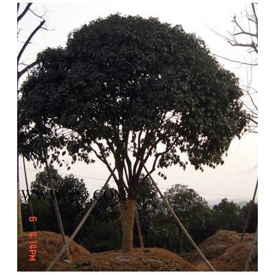 羅漢松