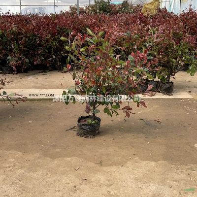 萬綠園林棕櫚價格_棕櫚基地_棕櫚產地_棕櫚綠化苗木苗圃基地