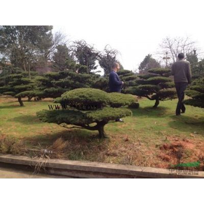 批發(fā)綠化小苗七里香球 龜甲冬青球 紅葉石楠球 紅花繼木球價(jià)格