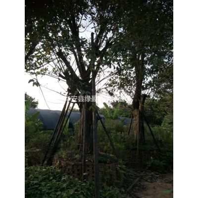 福建供應(yīng)紅葉石楠高1.5米冠1.5米價(jià)格350   規(guī)格*