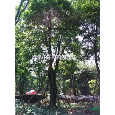 四川樂山供應銀杏米徑12～17cM精品