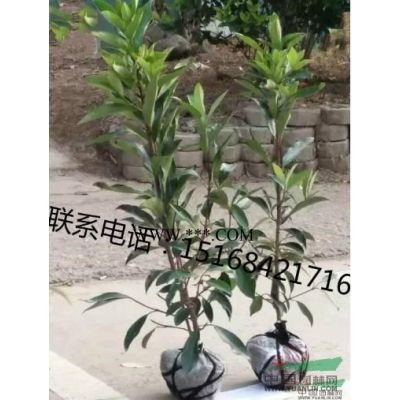 苗圃直供 低價直銷 紅葉李16-19公分