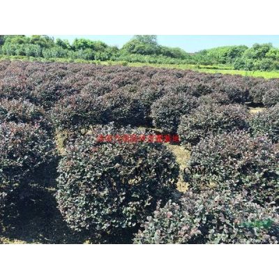 萬綠園林雪松價格_雪松圖片_雪松產地_雪松綠化苗木苗圃基地