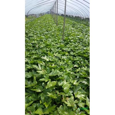 櫻花，櫻花供應，2020年櫻花價格，蕭山櫻花低價