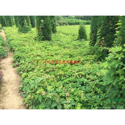 萬綠園林樸樹價格_樸樹圖片_樸樹產地_樸樹綠化苗木苗圃基地