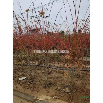 供應紅楓2-15公分，日本紅楓，中國紅，紅舞姬，歐洲三季紅
