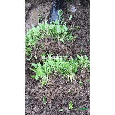 蕭山速生紫薇一年生苗，粗度0.8左右，自產自銷，量大！