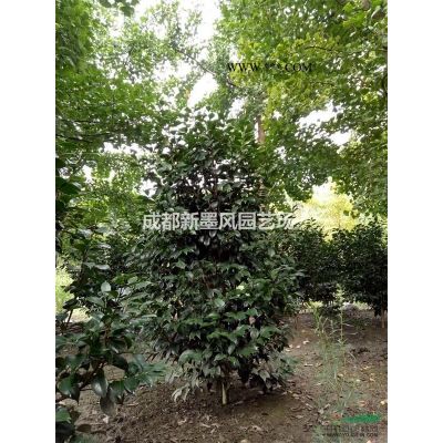 欒樹熟貨欒樹大規格欒樹