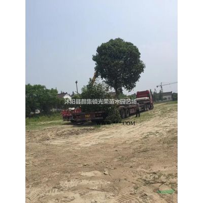 5-15公分一*櫸樹