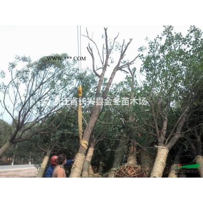 供應10-18公分精品櫸樹