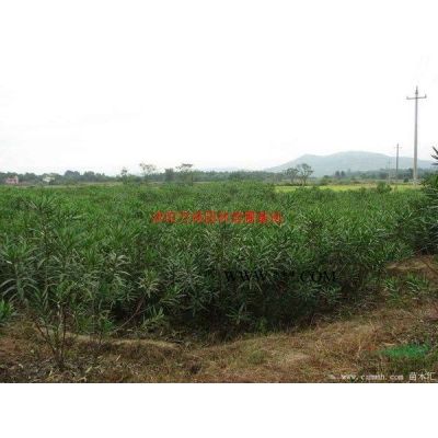 萬綠園林日本櫻花價格_日本櫻花產地_日本櫻花綠化苗木苗圃基地