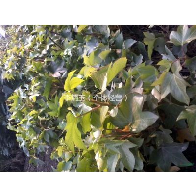 無患子批發(fā)基地  無患子價格及圖片