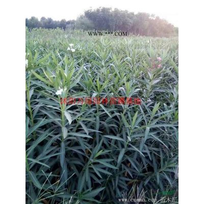 萬綠園林美國紅楓價格_美國紅楓產地_美國紅楓綠化苗木苗圃基地