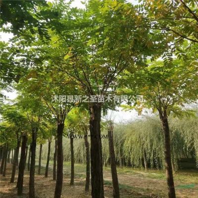 產地批發--綠化苗木紫薇樹基地