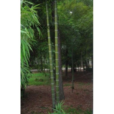 浙江4-6公分紫薇/浙江4-6公分紫薇供應(yīng)/出售浙江4-6公分紫薇