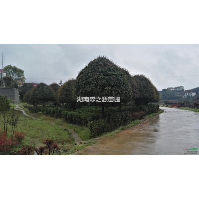 湖南供應(yīng)紅葉李規(guī)格*