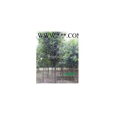 南京紅葉李價格 南京紫葉李基地*新報價是多少
