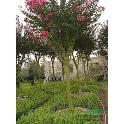 紅葉李價格/湯泉紅葉李價格批發(fā)是多少