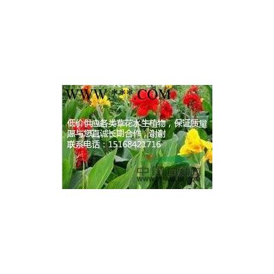 供有12公分到15公分無患子和紅白玉蘭15公分10支