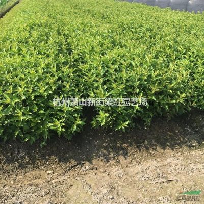 紫薇，紫薇供應，蕭山苗木，2020年紫薇低價格