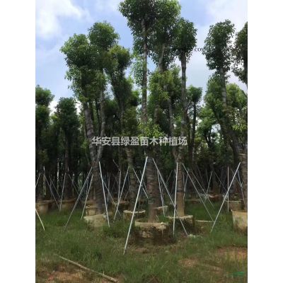 福建供應(yīng)叢生紫薇3米2200元2.5米850元  規(guī)格*