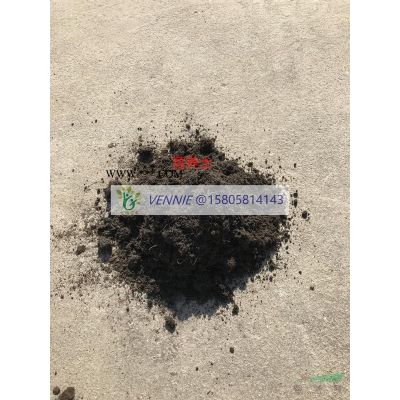 矮紫薇-苗圃直銷