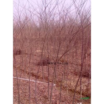 水杉/池杉/櫸樹1-12公分大量供應