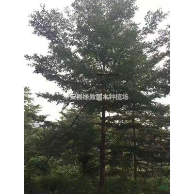 福建樸樹批發(fā)/供應(yīng)