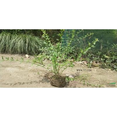 優質特價矮紫薇 杭州矮紫薇產地直銷