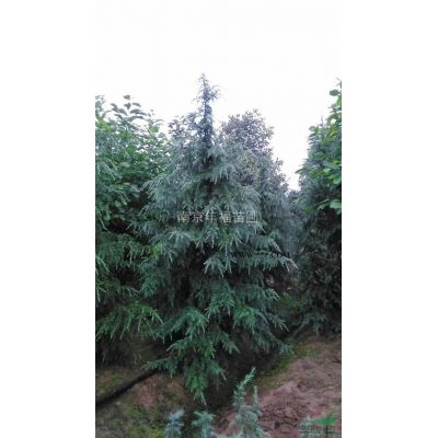 供應紅楓