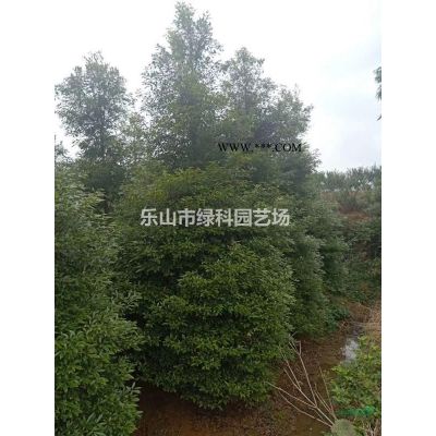 四川樂山供應米徑45公分紫薇