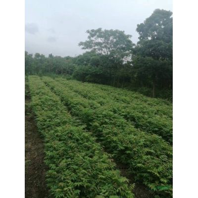 馬褂木小苗