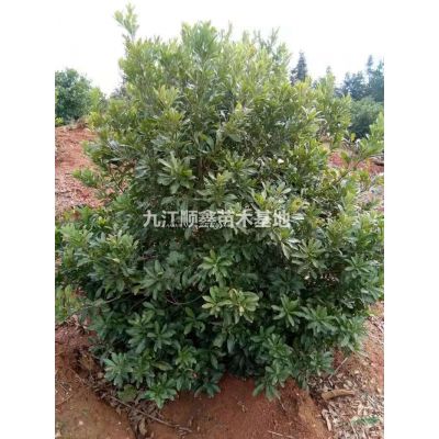 供應2-8，紫薇