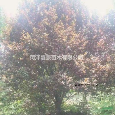 10公分欒樹價格-10公分北京欒樹報價