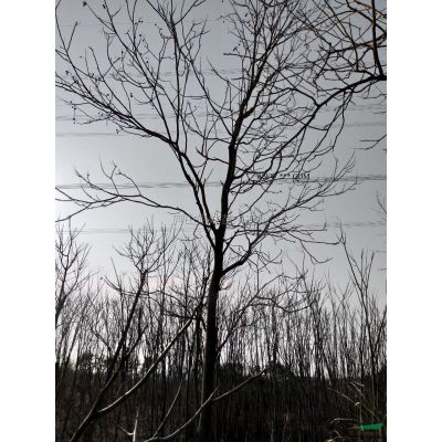 1到15公分無患子 (2)行情報(bào)價(jià)\1到15公分無患子 (2)圖片展示