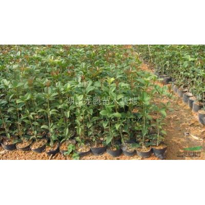 供應(yīng)移栽櫻花、嫁接櫻花、日本櫻花、櫻花小苗