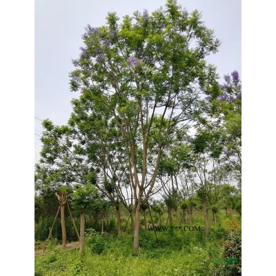 四川樂山供應櫻花米徑5～9CM