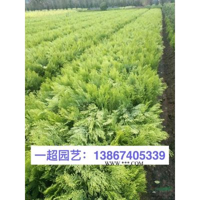 紫薇 紫薇小苗