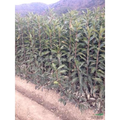 供應大規格精品紫薇樹