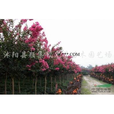 江蘇大葉女貞，紫薇，丁香，西府海棠，木槿新價格