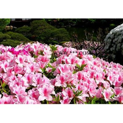 紅楓報(bào)價(jià)：胸徑6-15日本紅楓，美國紅楓，實(shí)生紅楓，原生紅楓
